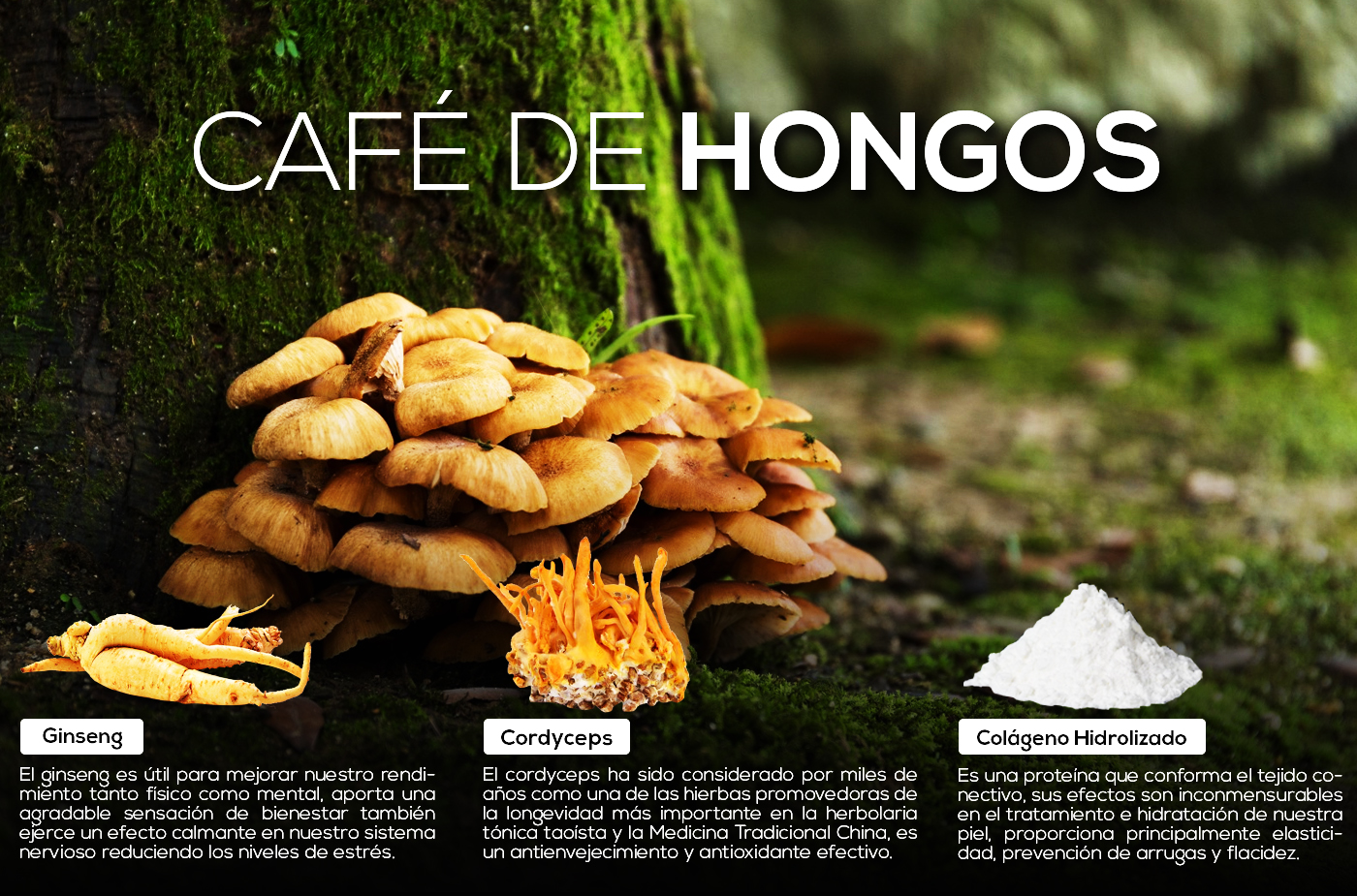 Café Hongos